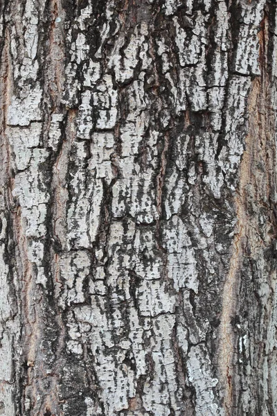 Träd Bark Foto Textur För Bakgrund Natur — Stockfoto