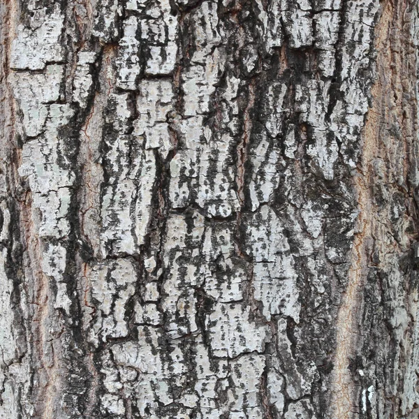 Baumrinde Foto Textur Für Hintergrund Natur — Stockfoto