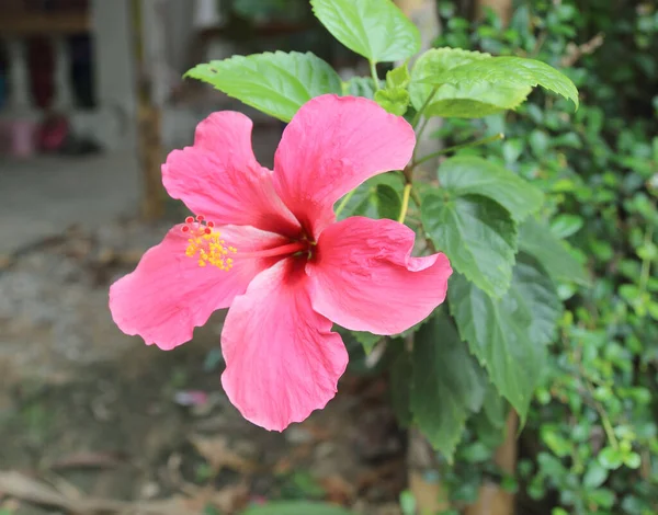 Bela Flor Hibisco Jardim — Fotografia de Stock