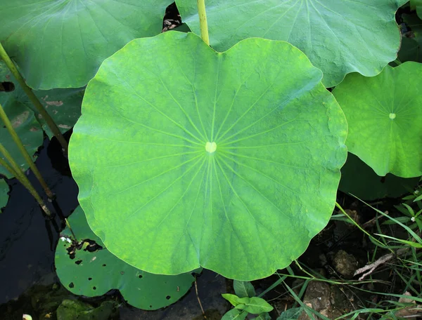 Het Blad Van Lotus Openlucht Vijver — Stockfoto