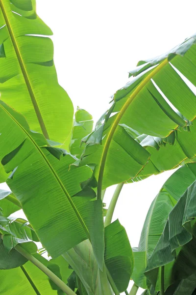 Bananenboomtakken Met Witte Achtergrond — Stockfoto