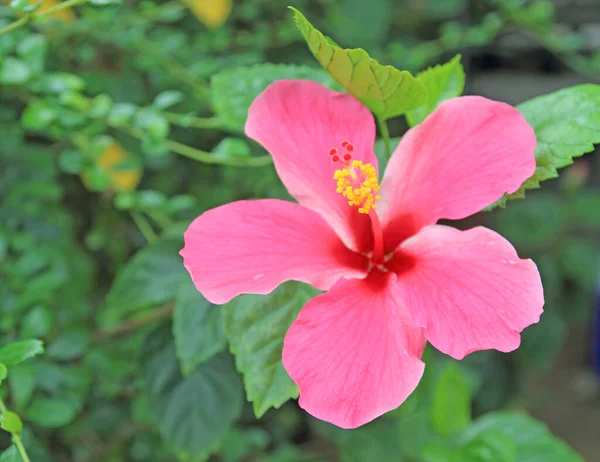 Красива Квітка Гібіскуса Саду — стокове фото