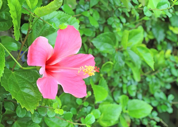 Hermosa Flor Hibisco Jardín — Foto de Stock