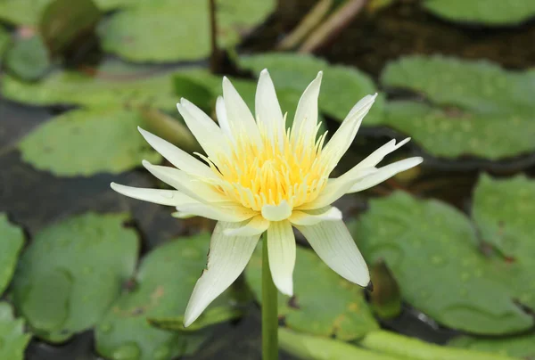 Lotus Lagoa Flores Lótus Lagoa Está Plena Floração — Fotografia de Stock