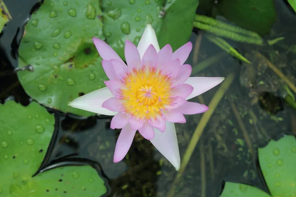 Lotus Lagoa Flores Lótus Lagoa Está Plena Floração — Fotografia de Stock