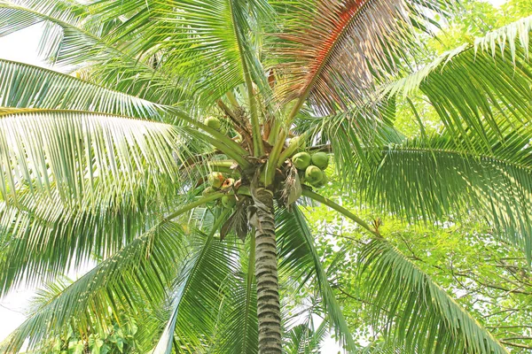 Sladký Kokosový Strom Zahradě — Stock fotografie