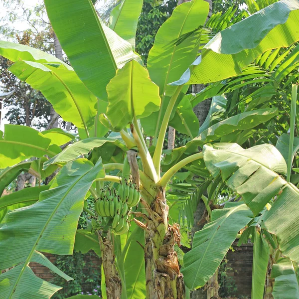Banana Árvore Com Monte Verde Crescendo Bananas Cruas — Fotografia de Stock