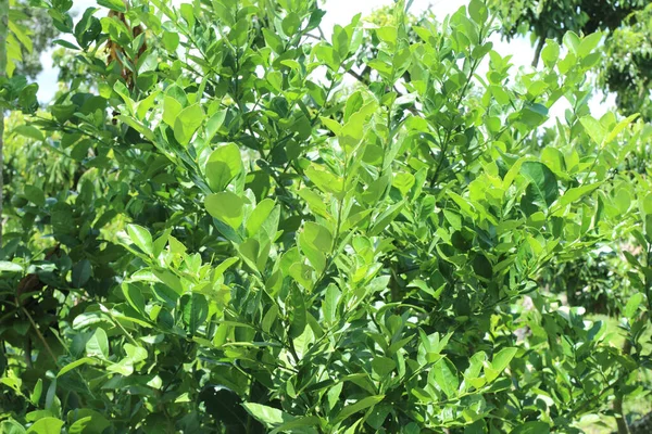 Kalkbomen Groeien Tuin — Stockfoto