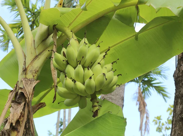 Bananeira Com Monte Bananas Cruas — Fotografia de Stock