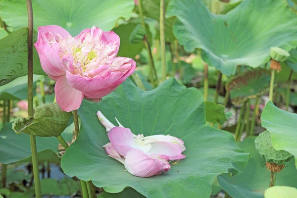 Lotus Bloemplanten Vijver Natuur — Stockfoto