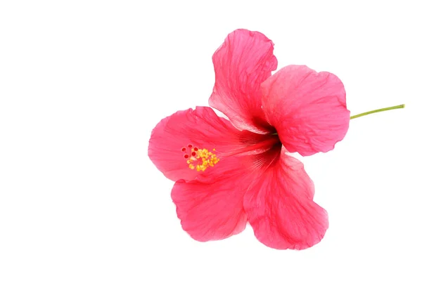Красивый Розовый Цветок Гибискуса Белом Фоне — стоковое фото
