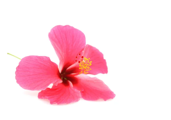 Hibiscus Rose Isolé Sur Fond Blanc — Photo