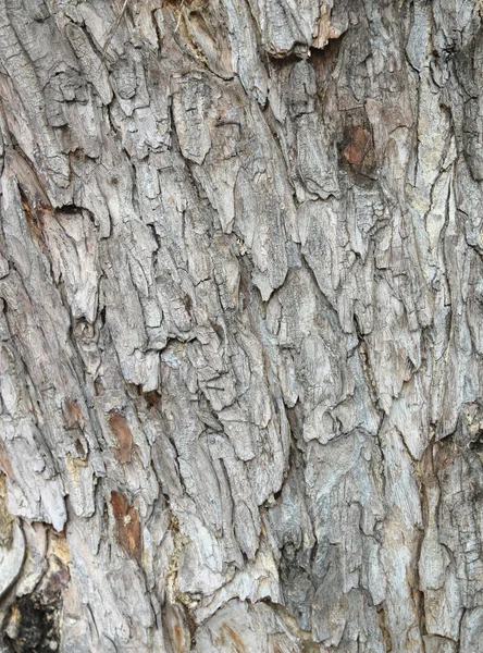 Altes Holz Baum Hintergrund Textur Muster — Stockfoto