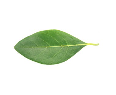 nefesi beyaz zemin üzerine bırakır..