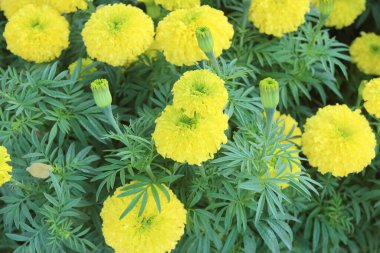 Bahçedeki kadife çiçekleri.