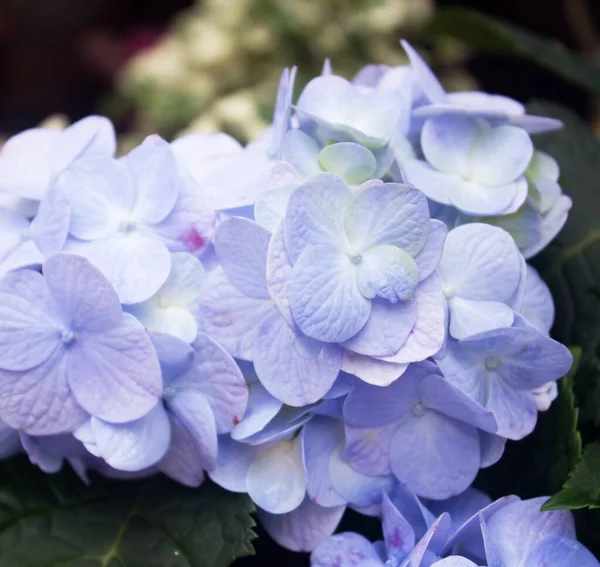 Hermoso Fondo Floral Colores Azules — Foto de Stock