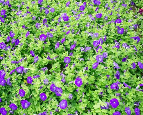 Colorful Petunia Garden Summer — Stock Photo, Image