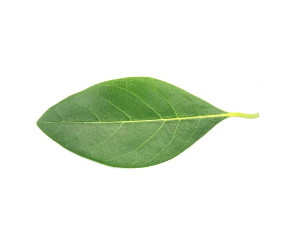 Jackfruit Leaves White Background — Stock Photo, Image