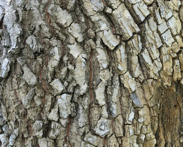 Boom Schors Foto Textuur Voor Achtergrond Natuur — Stockfoto