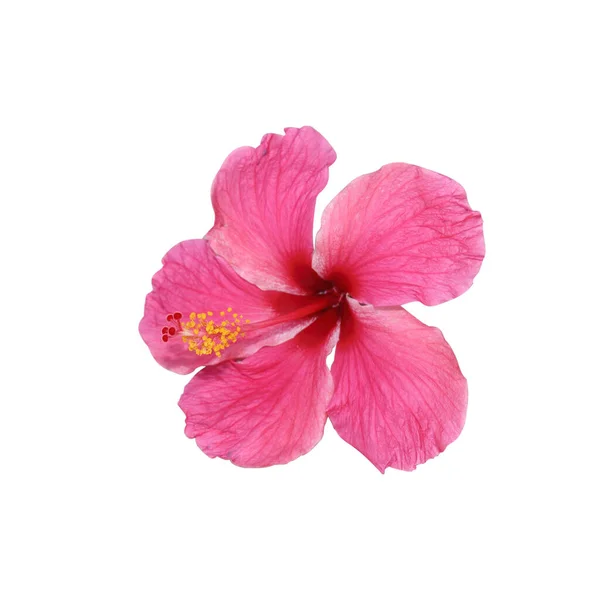 Pink Hibiscus Isolated White Background — Stock Photo, Image
