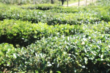 Yeşil bokeh yaz doğa ağacında aracılığıyla ışık