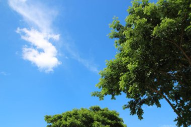 Taze yeşil ağaçlar, mavi gökyüzü ve bulutlar