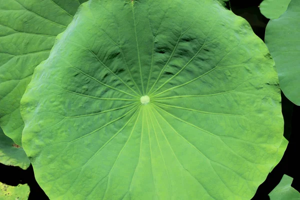 Leaf Lotus Pond — Stock Photo, Image