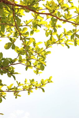 kırpma kısmı ile beyaz arkaplanda izole yeşil yaprak.