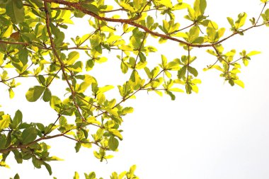 kırpma kısmı ile beyaz arkaplanda izole yeşil yaprak.