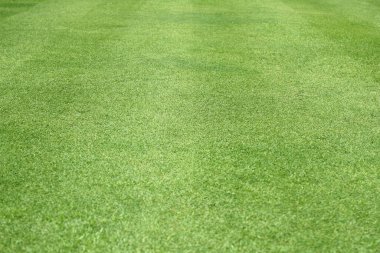 Yeşil çim arka plan yeşil çim deseni dokulu arka plan.