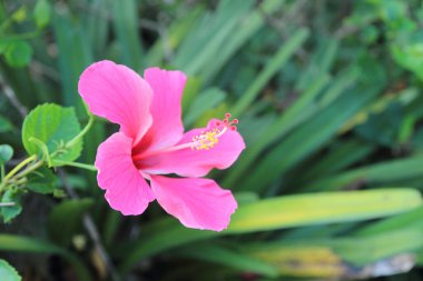 Bahçedeki güzel amber çiçeği