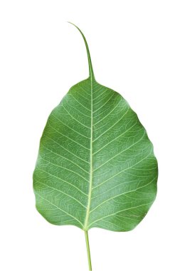 Yeşil yaprak Fo yaprağı, (bo yaprağı, bothi yaprağı) beyaz arka plan üzerinde izole