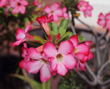 Çöl Gülü veya Sahte Azalya Bahçedeki güzel pembe çiçek.