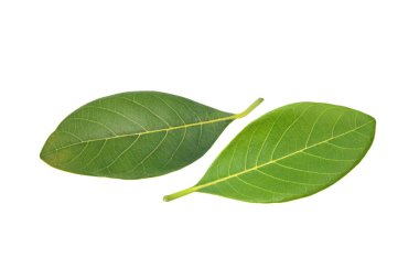 Beyaz arka plan üzerinde izole nefesi yaprak