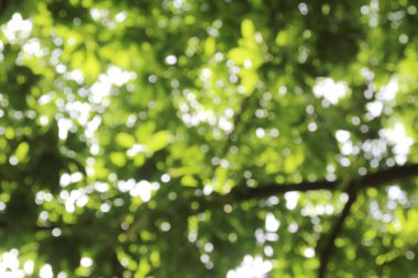 Bahçe ışık soyut bokeo Ağaç