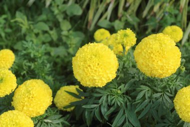 Kadife çiçekleri (Tagetes erecta, Meksika kadife çiçeği, Aztek kadife çiçeği, Afrika kadife çiçeği))