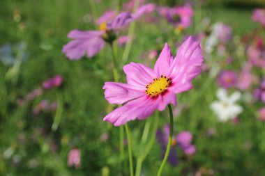 Bahçede çiçek açan kozmos çiçekleri