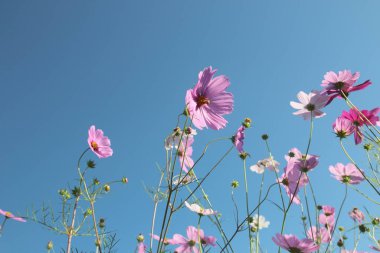 Gökyüzünde çiçek açan güzel kozmos çiçekleri