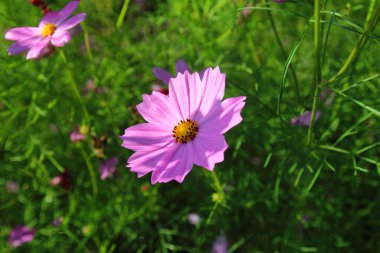 Bahçede çiçek açan kozmos çiçekleri