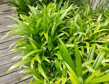 Pandan Ağacı Bahçesi, Pandan Yaprağı Malzeme ve tatlı için Tayland mutfağı