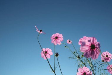 Kozmos çiçekleri gökyüzünde çiçek açıyor.