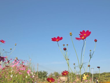 Kozmos çiçekleri gökyüzünde çiçek açıyor.
