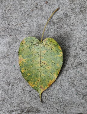 Beton zeminde ve arka planda eski bodhi yaprağı