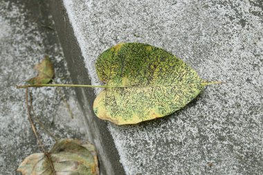 Beton zeminde ve arka planda eski bodhi yaprağı