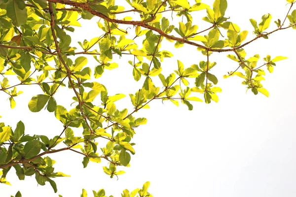 kırpma kısmı ile beyaz arkaplanda izole yeşil yaprak.