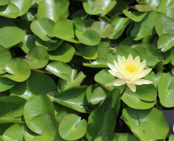 Mooie Lotus Bloem Met Groen Blad Vijver — Stockfoto