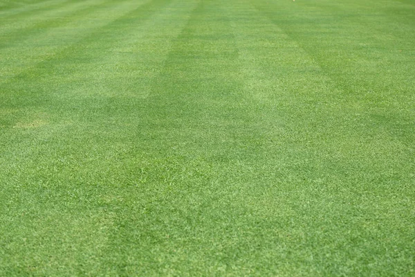 緑の草緑背景芝生パターン テクスチャ背景 — ストック写真