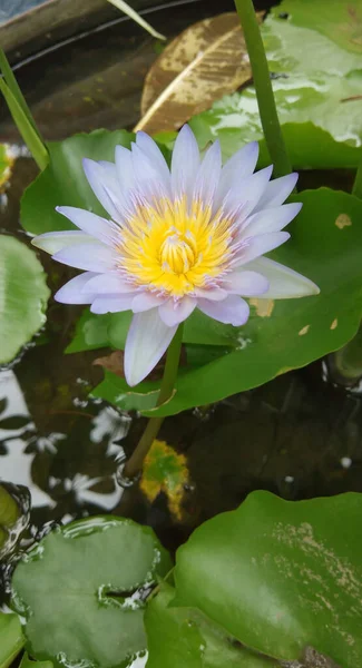 Mooie Lotus Bloem Met Groen Blad Vijver — Stockfoto