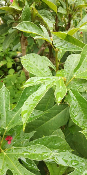 Feuille Verte Avec Gouttes Eau Pour Fond — Photo