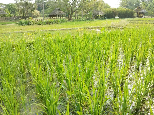 Belle Vue Abstraite Jeune Paddy Vue Des Rizières — Photo